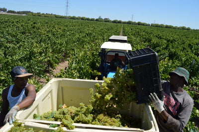 Where to Buy a Fruit Bin in Gauteng