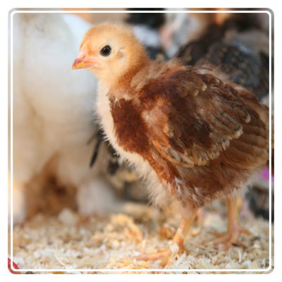 Get the BEST CHICKS with our Poultry Range | Hatching Crate, Egg Setter Trays & More